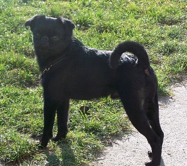 Ch. Fiddle - Stick�s All that Jazz