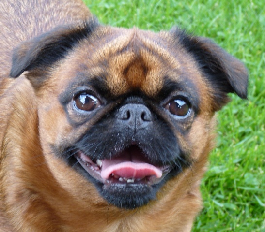 Apolenka Francozska lilie