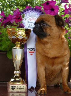 Cibulka V�trn� pole