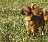 Am�lka na proch�zce