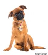 Gentleman /Muf jako model